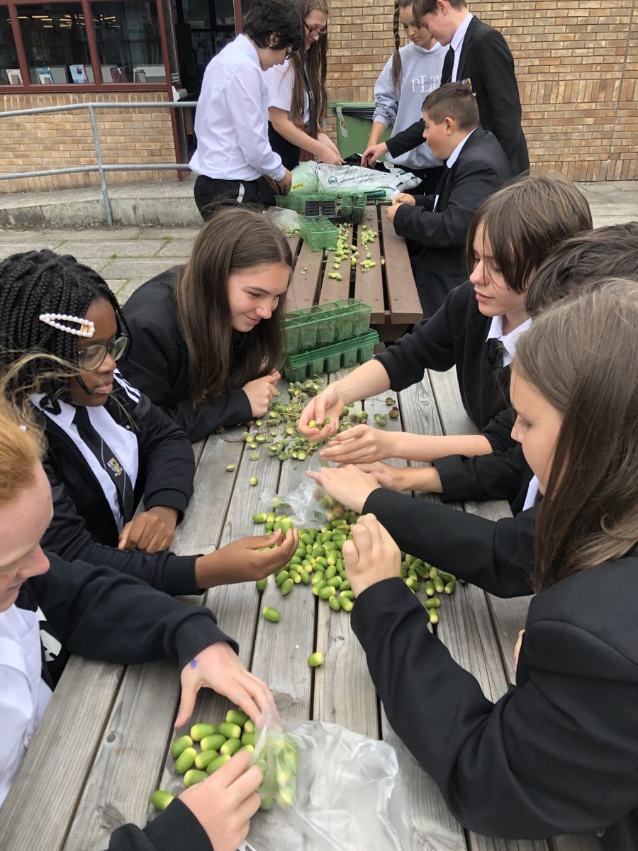 shavingtonart's tweet photo. Kitchen Garden Club have been busy planting acorns, hopefully we'll have lots of baby oak trees next spring! https://t.co/Xfatqiad7I