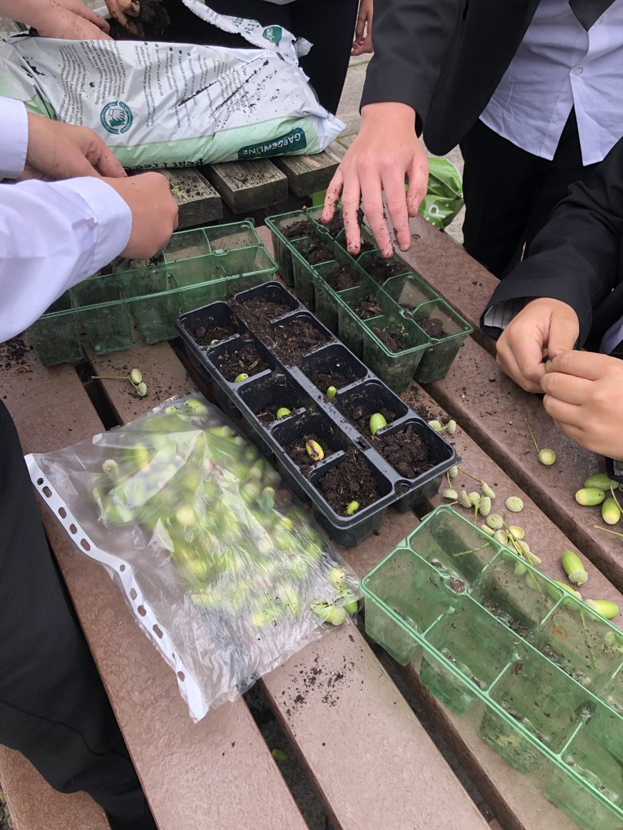 shavingtonart's tweet photo. Kitchen Garden Club have been busy planting acorns, hopefully we'll have lots of baby oak trees next spring! https://t.co/Xfatqiad7I