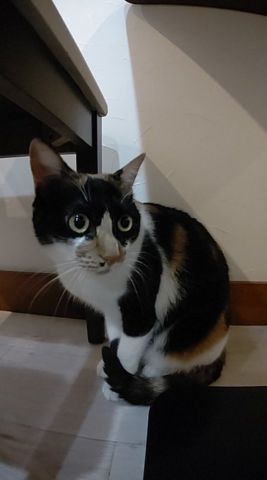 保護猫カフェtormenta トルメンタ 愛知にある猫カフェ 子猫のへや