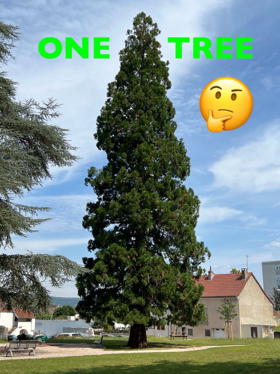 TiCLme's tweet image. I’m coming to your town 

Please suggest one #greattree for me to see

#OneTree 🌳

@CityofTreesMcr @BristolTreeFora @LewesArboretum @BhamTreePeople @TreesPortsmouth @SwanseaTrees @TreasuringTrees @TreesforDorset @TreesHugged @BermondseyTrees @SoS_StreetTrees @Team4Nature