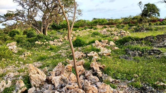 korirproperty's tweet photo. A 1-Acre Land Enjoying Sea Frontage In #Malindi Ideal For Luxury Hotel, Holiday Rental Cottages Or A Private Home Is Changing Hands For KES12.5 Million
#KorirProperty #BeachPlot #LandForSale https://t.co/HR3fjZ1VLz