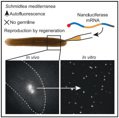 Rink Lab tweet media