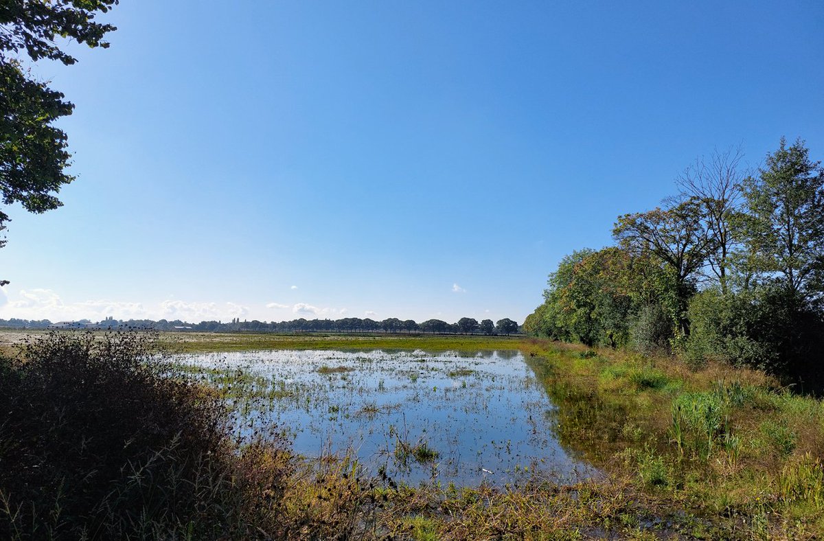 HeijdenJozef's tweet photo. Tijdens de lange droogte stond het hier aan het #Schotelven ook droog.
Na de regen van de afgelopen dagen/ week, staat er weer #water in het afgegraven grasland waar de vruchtbare toplaag van afgegraven is.
#waterberging - #Netersel
@BoswachterFrans @Brab_Landschap @waarneming https://t.co/eU1ELDWX3G