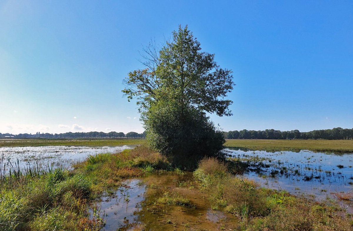 HeijdenJozef's tweet photo. Tijdens de lange droogte stond het hier aan het #Schotelven ook droog.
Na de regen van de afgelopen dagen/ week, staat er weer #water in het afgegraven grasland waar de vruchtbare toplaag van afgegraven is.
#waterberging - #Netersel
@BoswachterFrans @Brab_Landschap @waarneming https://t.co/eU1ELDWX3G