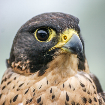 We're launching a call for evidence on 'wild take' – the practice of taking birds of prey from the wild for #falconry and #aviculture – to inform Natural England’s future approach to licensing this activity. 

Find out more and submit your views: 
gov.uk/government/new…