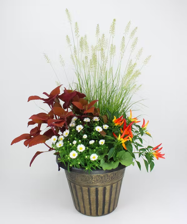 radebaughs's tweet photo. #RadebaughFlorist & #Greenhouses offers the best selection of beautiful Fall themed flowers, plants & Autumn themed gifts in Baltimore. Stop in & shop with us today or shop our website at https://t.co/uIx767rtAX.
#fallplanters #fallflowers #florist #radebaughs #towson #baltimore https://t.co/4owMzgqhVp