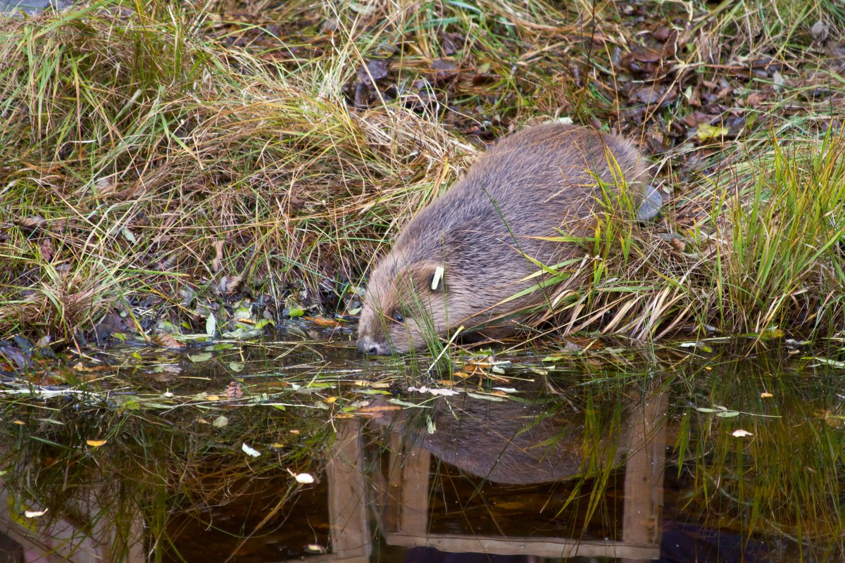 We're delighted to have been involved in producing Scotland’s Beaver Strategy 2022-2045, pioneering a positive future for beavers in Scotland 🦫 The plan is designed to maximise the benefits beavers bring while minimising negative impacts Read more 👉 bit.ly/BeaverStrategy