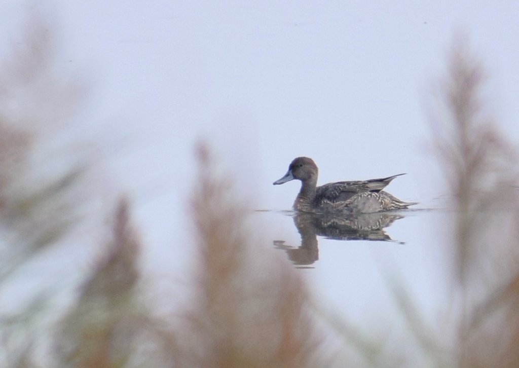 A warm, still morning at Portbury Wharf with buckets of blackcap and chiff moving through. Willow warbler, pintail on the North Pool, five snipe, and plenty of mipits over.