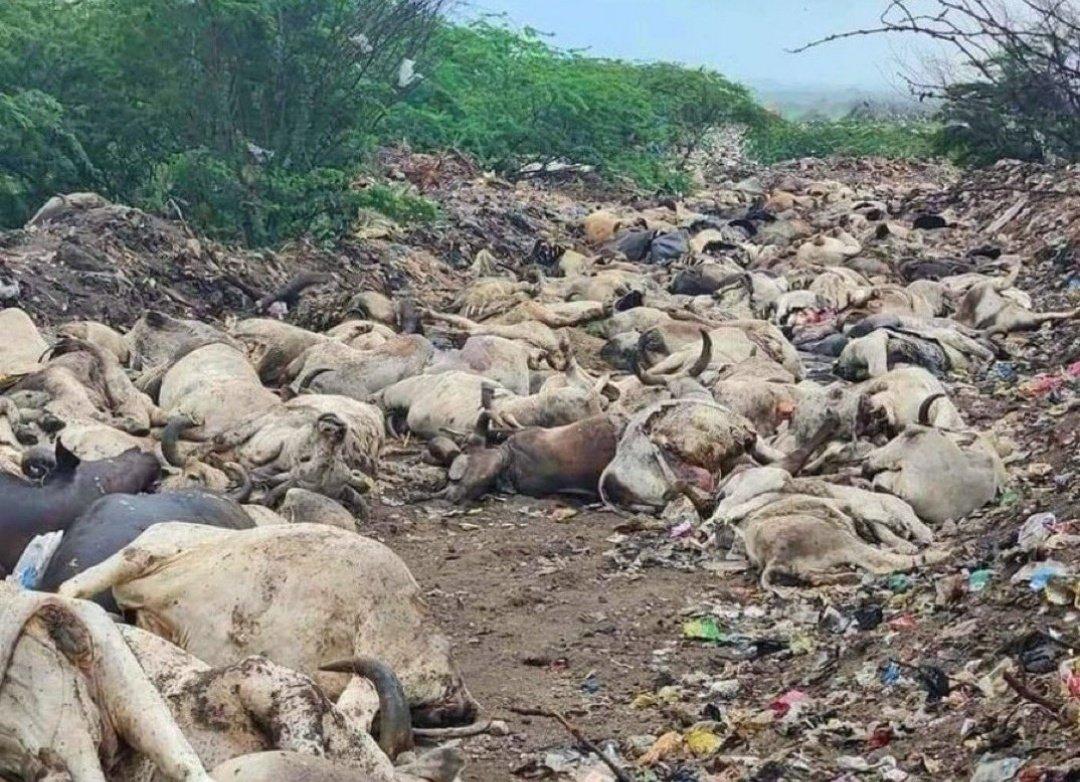 GuriChaudhary77's tweet photo. If this virus would have been infectious to dogs or cats. People would have gone crazy & shared this news worldwide till now.
So why not for cows??
Raise your voice !!!
#SaveCow #LumpyVirus #GauMaataBachao #GauMaata https://t.co/h52PC6e3Fw