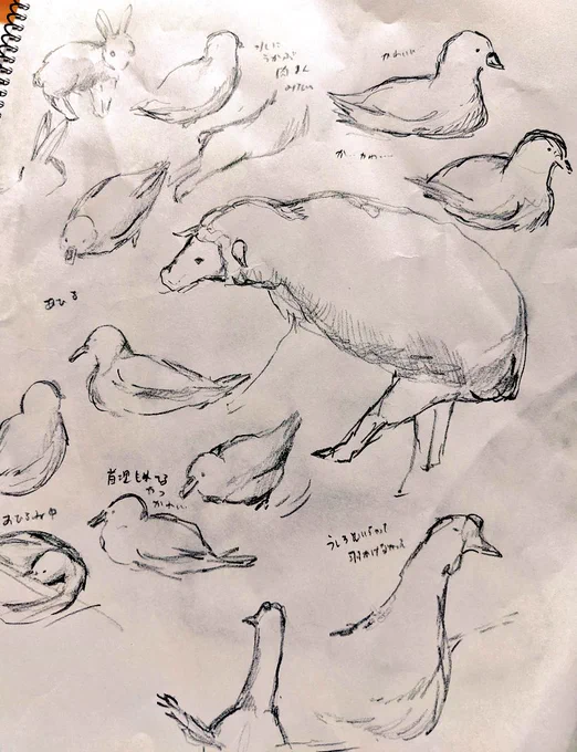 動物園で沢山絵描いてきたんだけど、遠足?で来てた小学生とか幼稚園の子に上手って言われてうれしかった。 