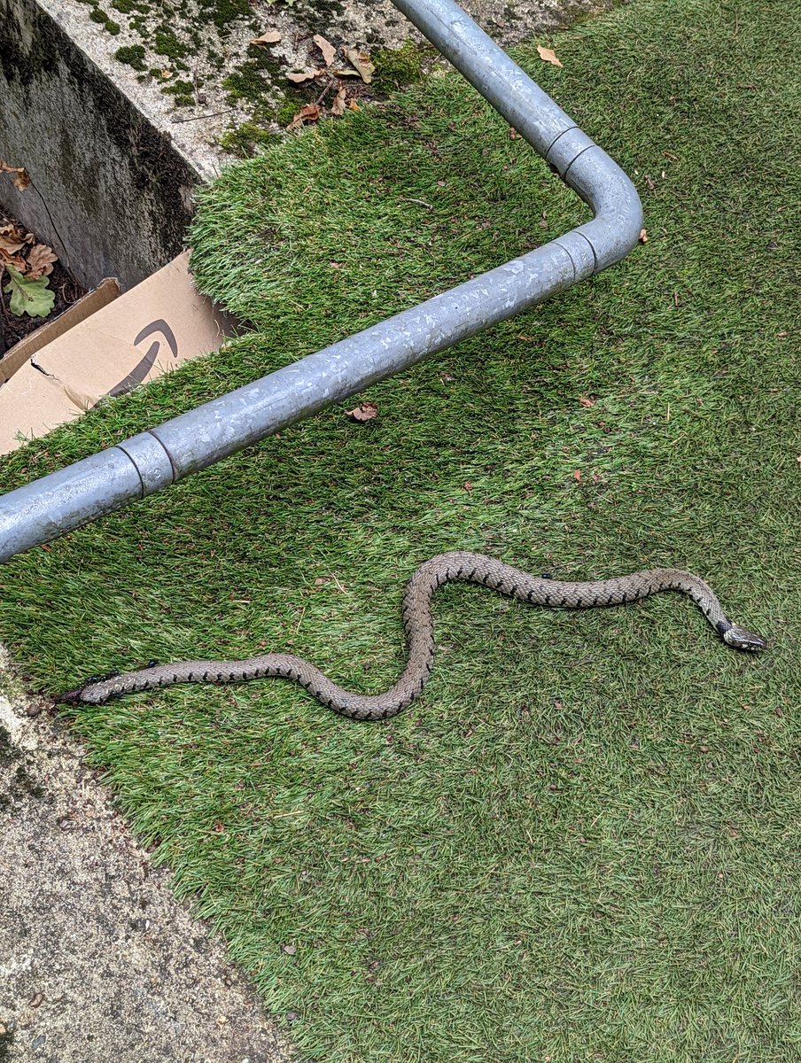 The Drum Corps have a visitor. Some cam and concealment from a grass snake (<a href="/WellyWildlife/">@wellywildlife</a> please correct us if we are wrong).