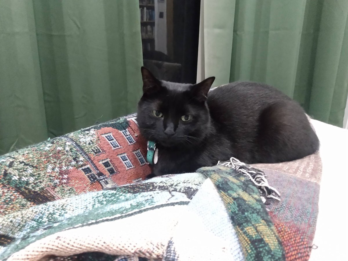 Jpullen19's tweet photo. SuSuwatari contemplating his takeover of the universe:
First step, cover this house with my fur. Second step...world domination. #cats #catsoftwitter #writercats https://t.co/lqfkwx5OIb