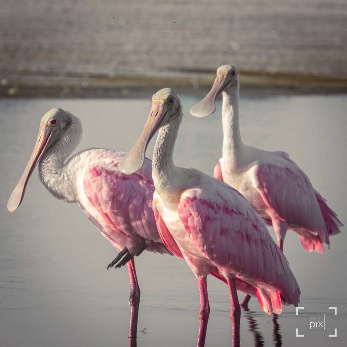 erykatz's tweet photo. Happy #wildlifewednesday with #roseatespoonbill ! #wildlifephotography #nikonphotography @NikonUSA #birdphotography https://t.co/bkvIRJCQL7