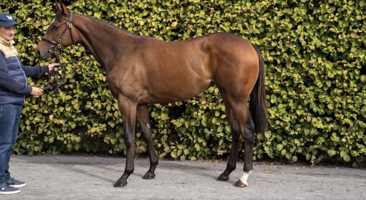 LGibsonBrabazon's tweet photo. Pleasure 🤝 @karl_burke
Best of luck with her and hope she’s a superstar🤞
Successful pinhook @tatts_ireland for the team turning 9,000gns into €58,000 🚀
The biggest thanks to Michael Tallon for working his magic on her!
#DaysWorkDone 😎 https://t.co/AMjJIUfbum