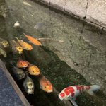 ツイートに含まれる画像