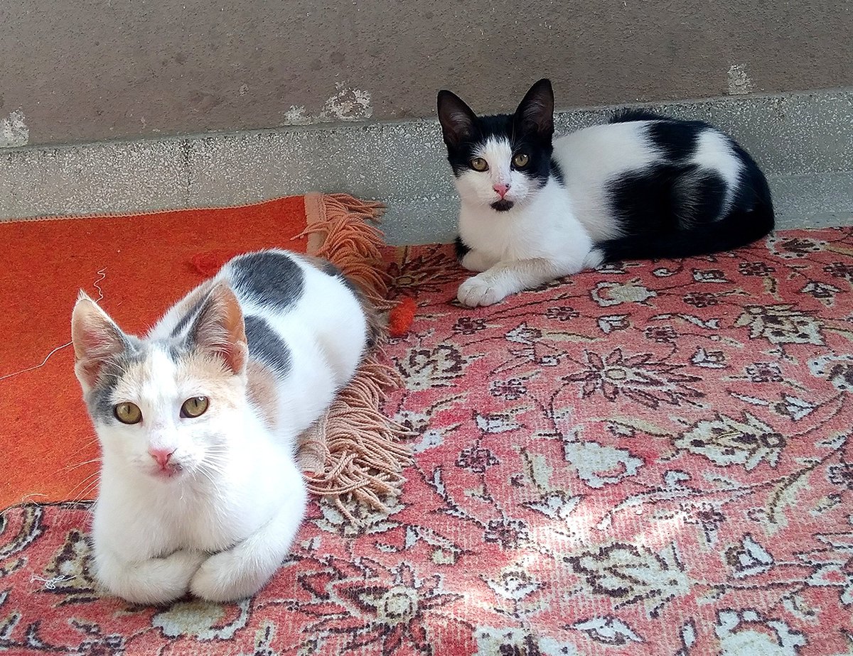 Anannemin bahçesinde beslediği kedilerin güzelliğine bakın yicemm🤤