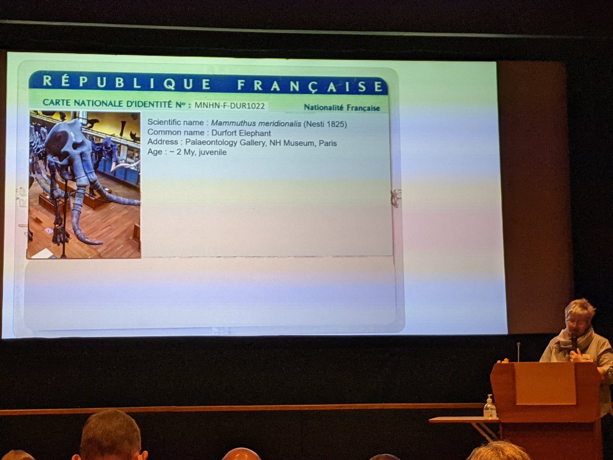OriginalGCG's tweet photo. Veronique Rouchon from @Le_Museum telling us about the 150year + history of the Durfort mammoth, the various consolidants used over the years - what worked and future conservation work.
#SPPC2022 https://t.co/wrFnPu2dQC