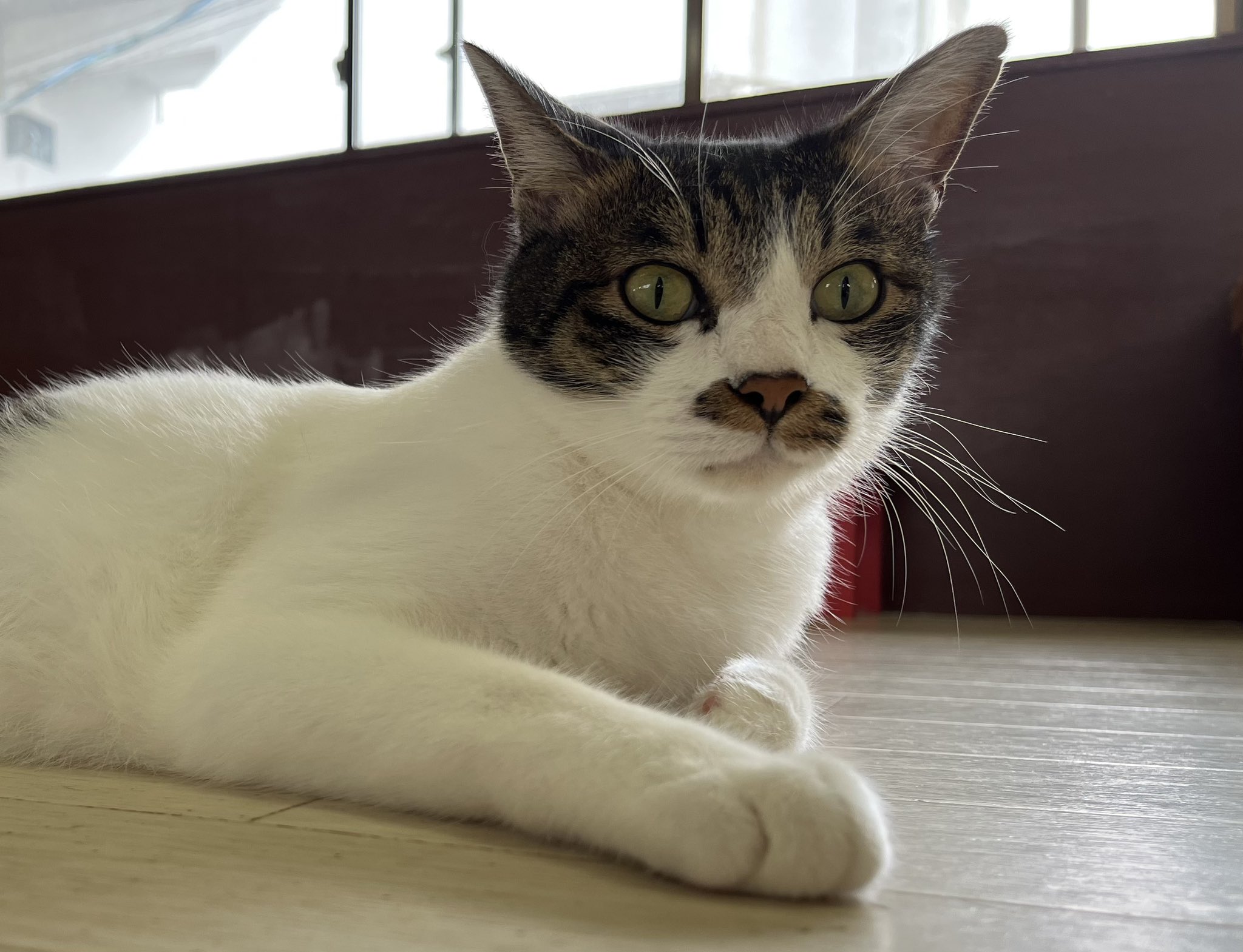 ねこコレ山形 Nekocolle Y Twitter