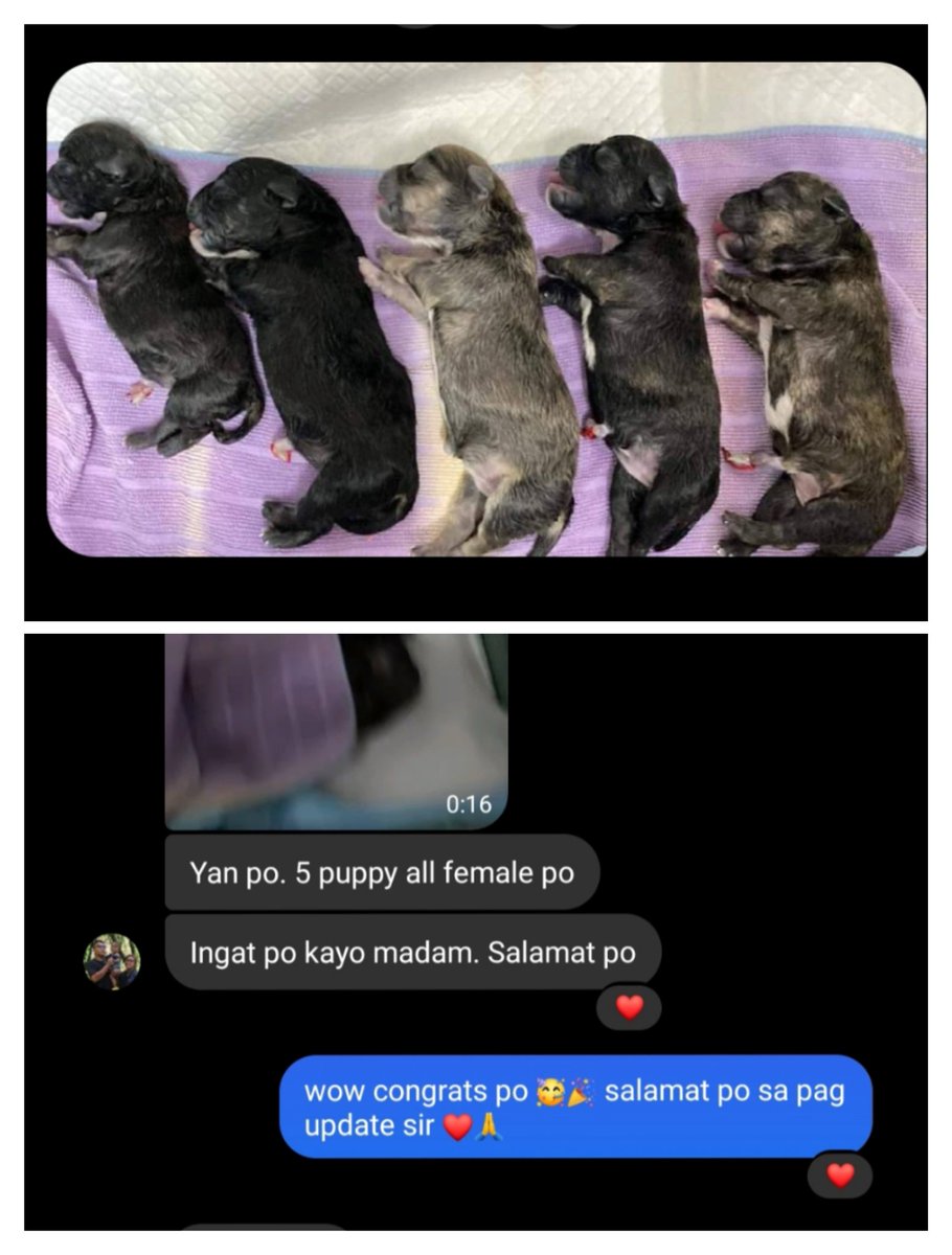 Another successful progesterone test result 💉👉👌
Congrats sir Jhet Porlaje Espiritu on your 5 puppies and ALL FEMALE, bukod kang pinagpala 😱🥳🐶

#satisfiedclient #successfultest #welcomeallbreed #ambull #ambullies #ambullpuppies #ambullypuppy #ambulllover #ambullworld