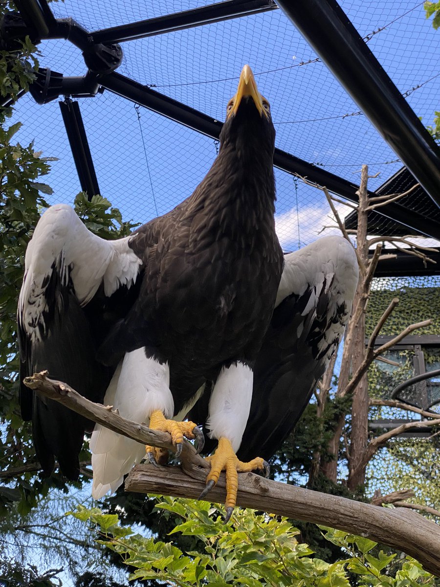 本日のオオワシ

#旭山動物園　#asahiyamazoo
#オオワシ　#stellersseaeagle
#北海道産動物舎