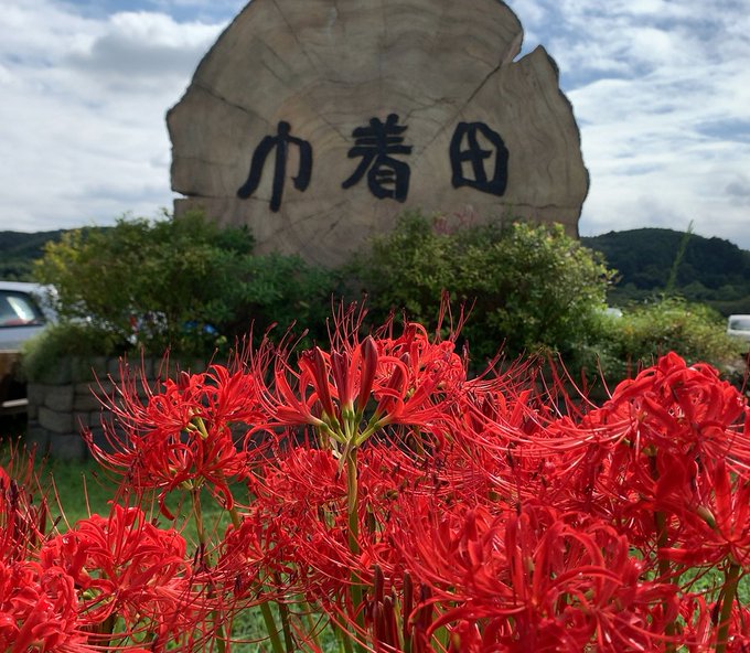 念願の曼珠沙華公園行ってきました

すごすぎだった(語彙力) 