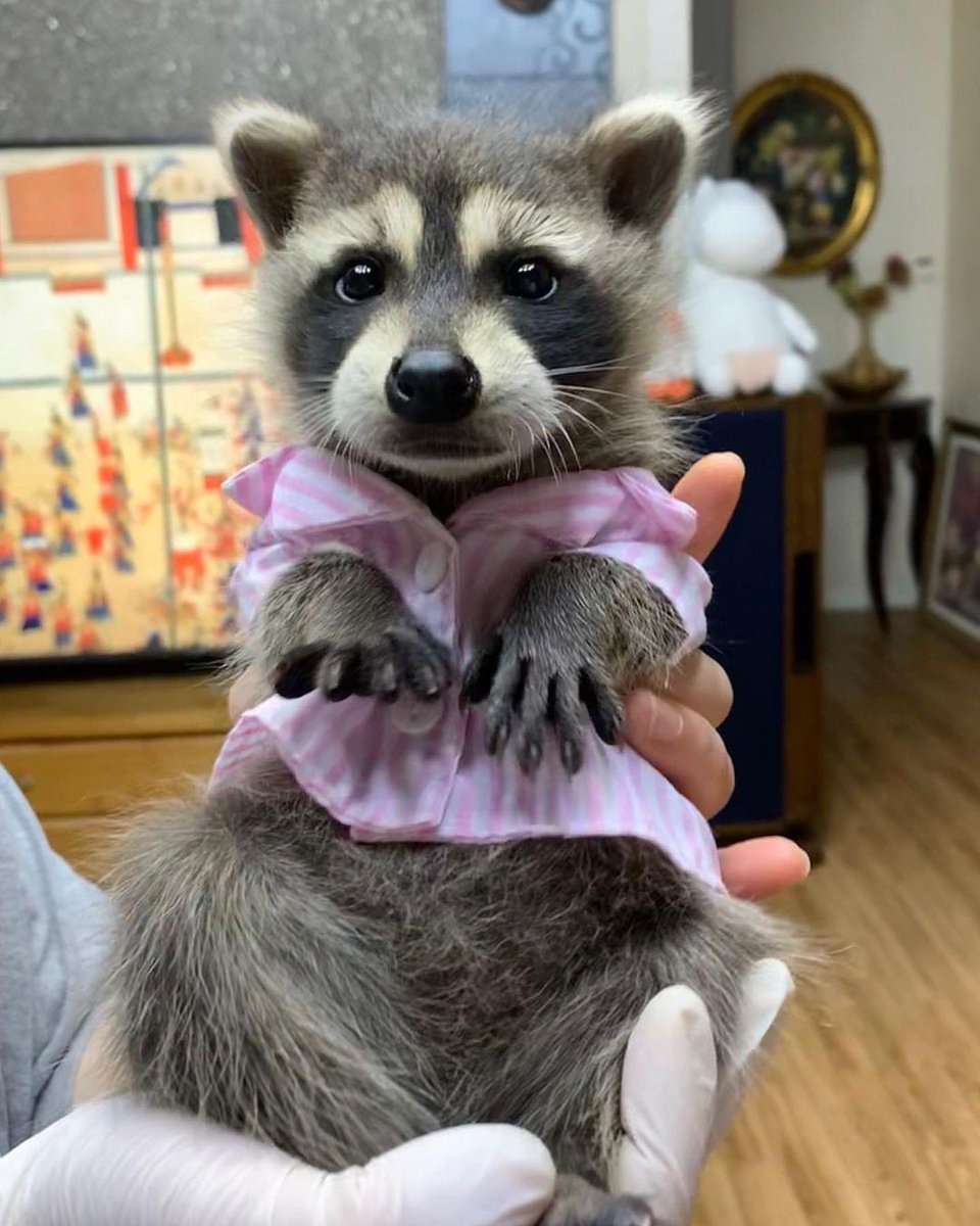 raccoonhourly's tweet photo. https://t.co/hI3SUIGnwr