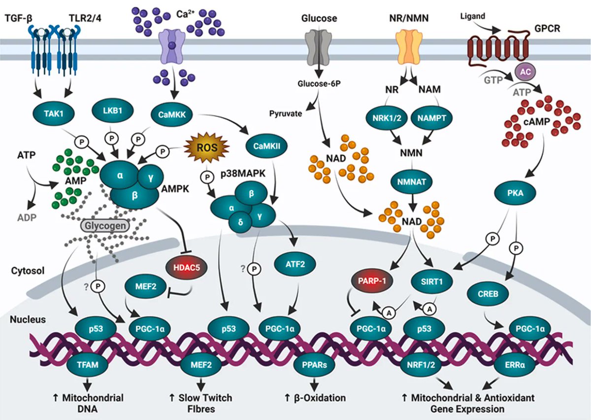 A great overview of exercise-induced mitochondrial biogenesis
bit.ly/3dyKk6L