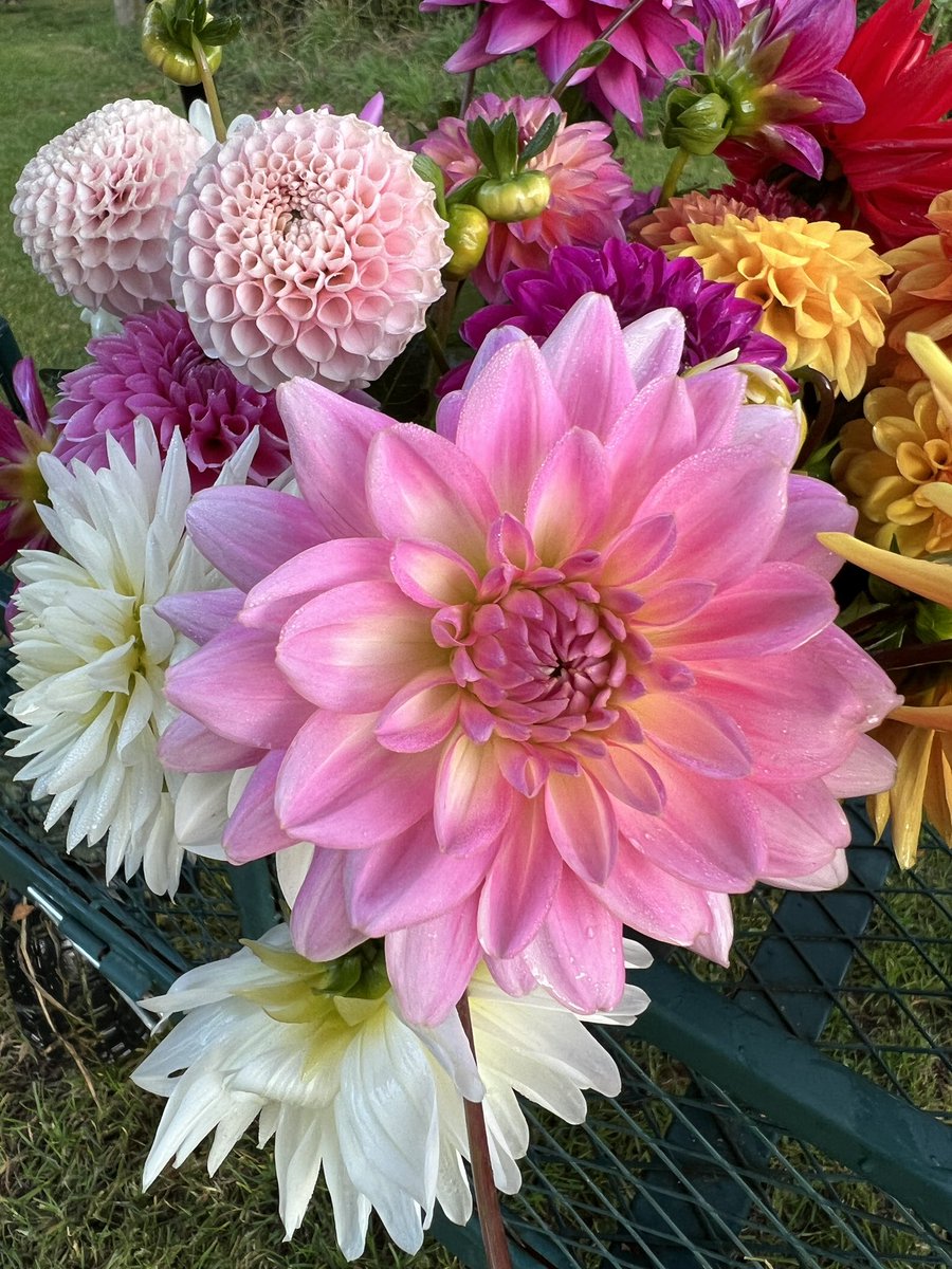 DorsetDahlias's tweet photo. Gerrie Hoek.  #dahlias #dailydahlia #gardening #flowers https://t.co/5DtbMQ4tRL