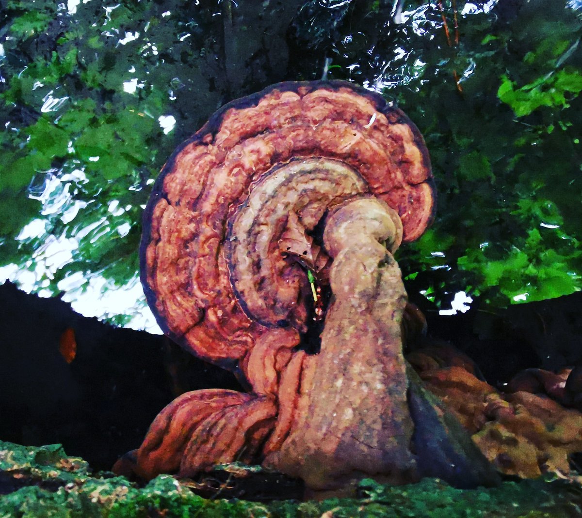 Back_ToThe_Wild's tweet photo. Artist's Bracket, a mushroom very closely related to the famous Reishi used in Traditional Chinese Medicine. Reishi has been used for thousands of years in China as a decoction to treat a range of ailments from infections to ageing.

#mushrooms #fungi #wildcrafting #foraging https://t.co/AW7bXu0AYe