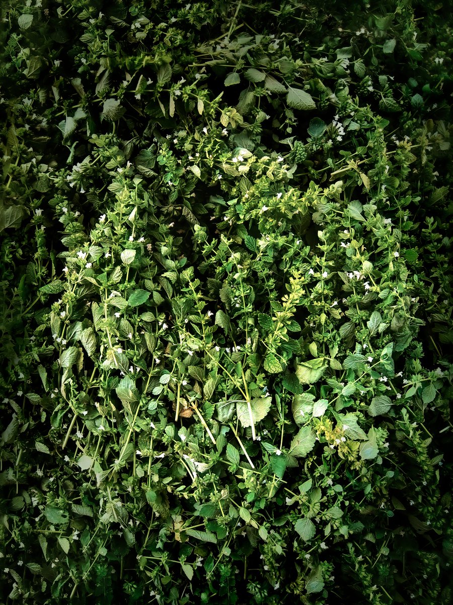DFSschmickl's tweet photo. #lemonbalm ready to distill #lemonbalmoil

#distill
#essentialoil
#hydrosol
#zitronenmelisse
#zitronenmelissenöl
#hydrolat https://t.co/HS0lUcSIhP