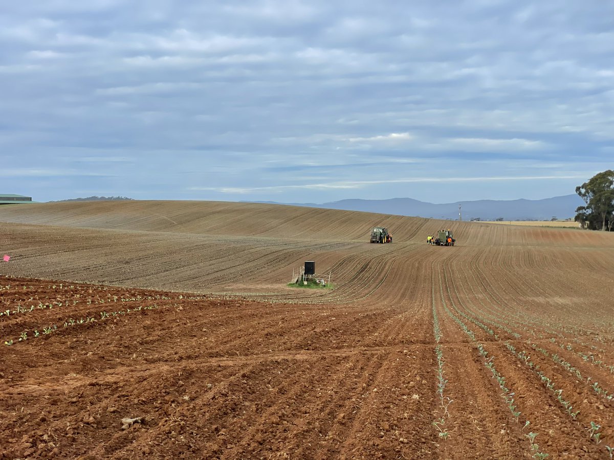 🥦 Is there a better feeling than 5pm both transplanters on last pass knowing the paddock is finished day before a public holiday! I think not! 😅🚜 #broccoli #tasmania #johndeere #farming #agriculture