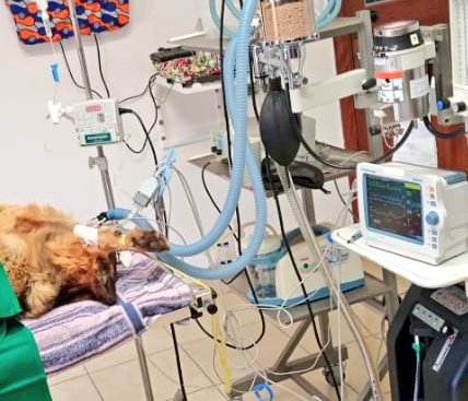VisionRwanda's tweet photo. Have a look in our surgeryroom😷🧑🏿‍⚕️👀

We operate on HIGHEST standard.
We offer monitored gas anesthesia. Also a skilled anesthesiologist is taking care of your pet while the surgeons are doing their work.

#nvvhkigali #surgery #veterinarymedicine #veterinary #veterinarysurgery https://t.co/uerjRcHdxu