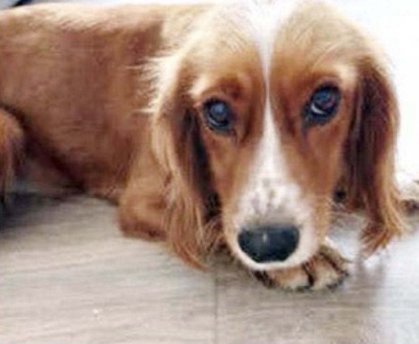 rosieDoc2's tweet photo. #SpanielHour tonight
AND EVERY WEDNESDAY BETWEEN 7-8PM
PLEASE SEARCH #SpanielHour and Retweet OR JOIN IN THANK YOU
⬇️LUNA #RH16 REMY #DE21
SANDY #BB1 WILLOW #TF13⬇️
@thedogfinder @JacquiSaid @alid2912 @reggiemollieros @rejannealb @all_the_woofs @karensarah66 @BitofDecorum https://t.co/u2vUAqL5dP