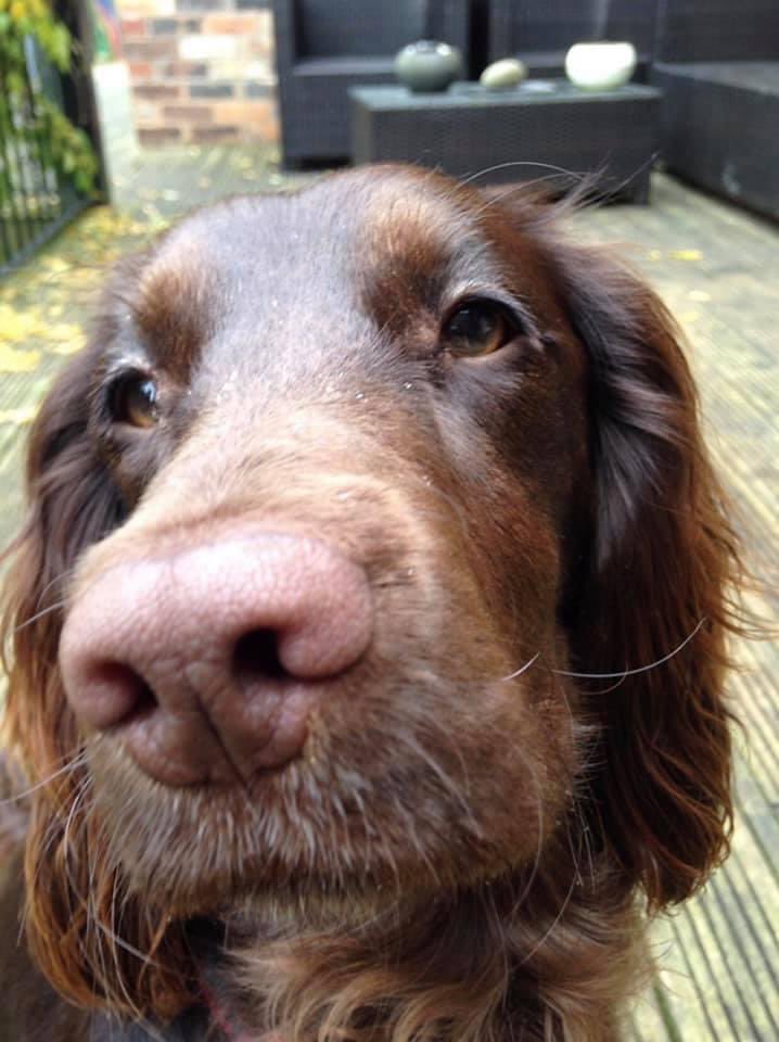 rosieDoc2's tweet photo. #SpanielHour tonight
AND EVERY WEDNESDAY BETWEEN 7-8PM
PLEASE SEARCH #SpanielHour and Retweet OR JOIN IN THANK YOU
⬇️LUNA #RH16 REMY #DE21
SANDY #BB1 WILLOW #TF13⬇️
@thedogfinder @JacquiSaid @alid2912 @reggiemollieros @rejannealb @all_the_woofs @karensarah66 @BitofDecorum https://t.co/u2vUAqL5dP