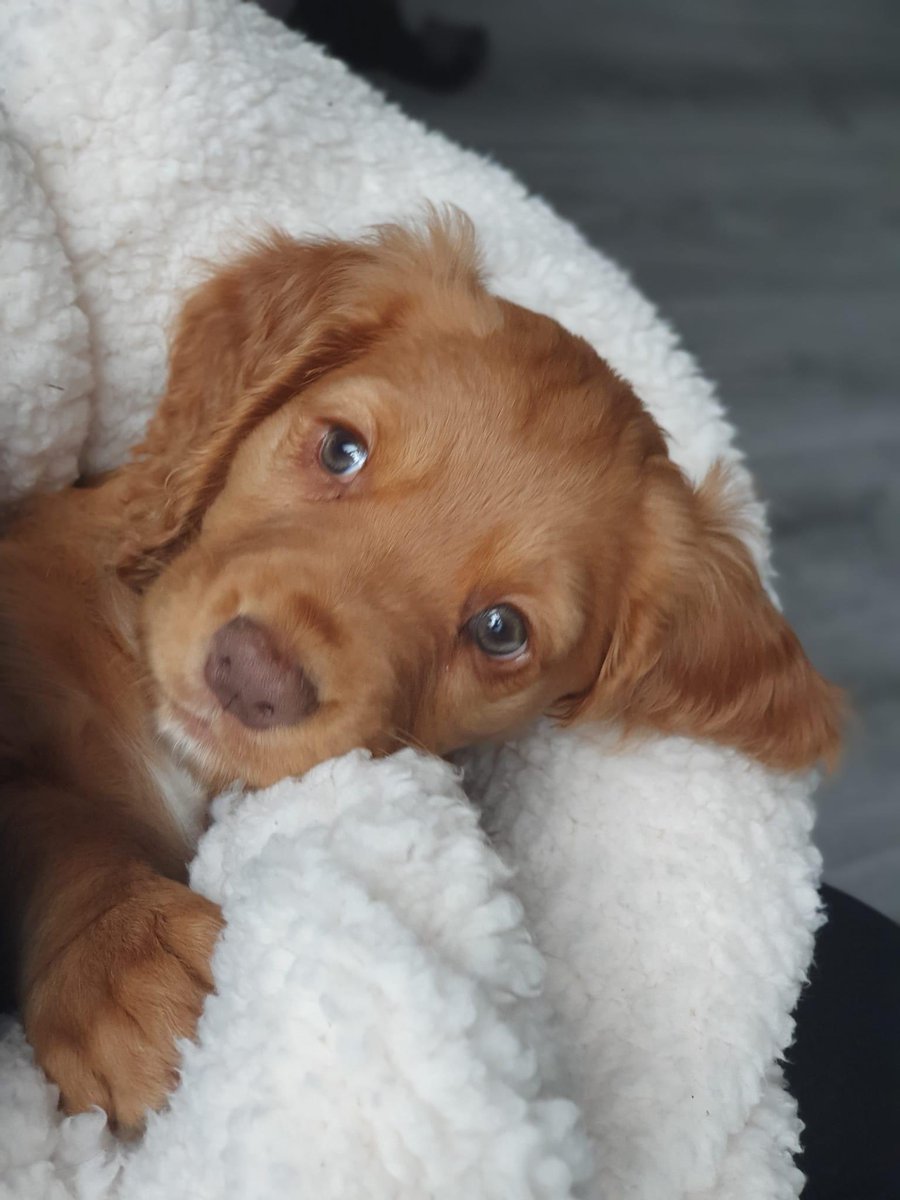 rosieDoc2's tweet photo. #SpanielHour tonight
AND EVERY WEDNESDAY BETWEEN 7-8PM
PLEASE SEARCH #SpanielHour and Retweet OR JOIN IN THANK YOU
⬇️LUNA #RH16 REMY #DE21
SANDY #BB1 WILLOW #TF13⬇️
@thedogfinder @JacquiSaid @alid2912 @reggiemollieros @rejannealb @all_the_woofs @karensarah66 @BitofDecorum https://t.co/u2vUAqL5dP