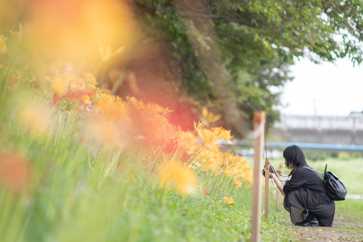 7201nn's tweet photo. 物語のある写真撮りたいなあ✨

#ファインダー越しの私の世界 #東京カメラ部  #カメラ好きな人と繫がりたい #写真好きな人と繋がりがたい #写真撮ってる人と繫がりたい #ポートレート #彼岸花 #リコリス https://t.co/clUzJbgf6j