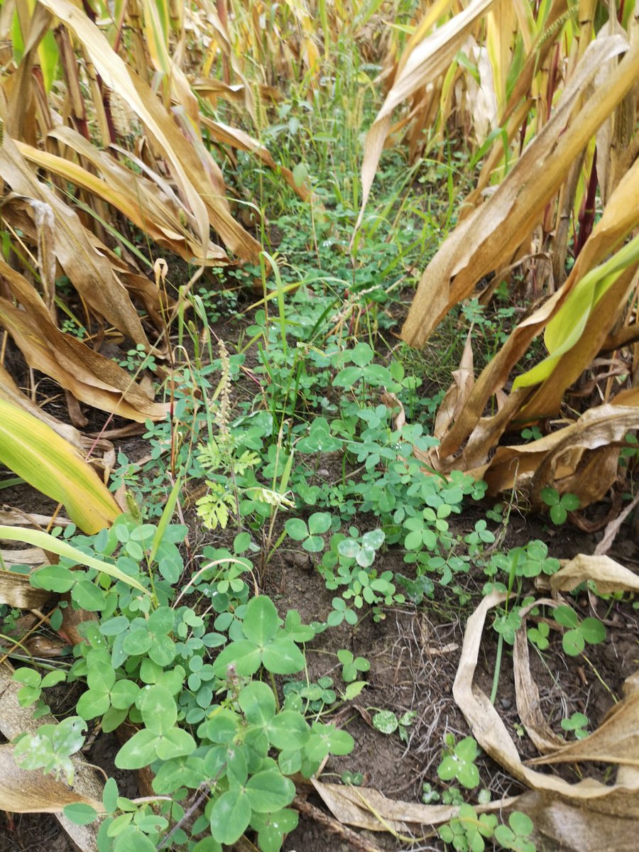 GDA de Chatillon-Coligny tweet media