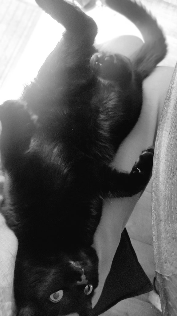 clydebestsboots's tweet photo. @DomainDoris @Hedgewatchers 
Today is my drool and murder mittenry mewschief day. I have bitten Daddy 3 times. And am currently having zoomies around the house. There's no leftover roast dinner🙀🙀🙀🙀
#Hedgewatch #every3days https://t.co/PVWyvv6jFc