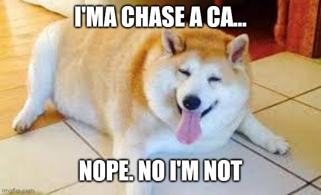 Chonkers Inu tweet media
