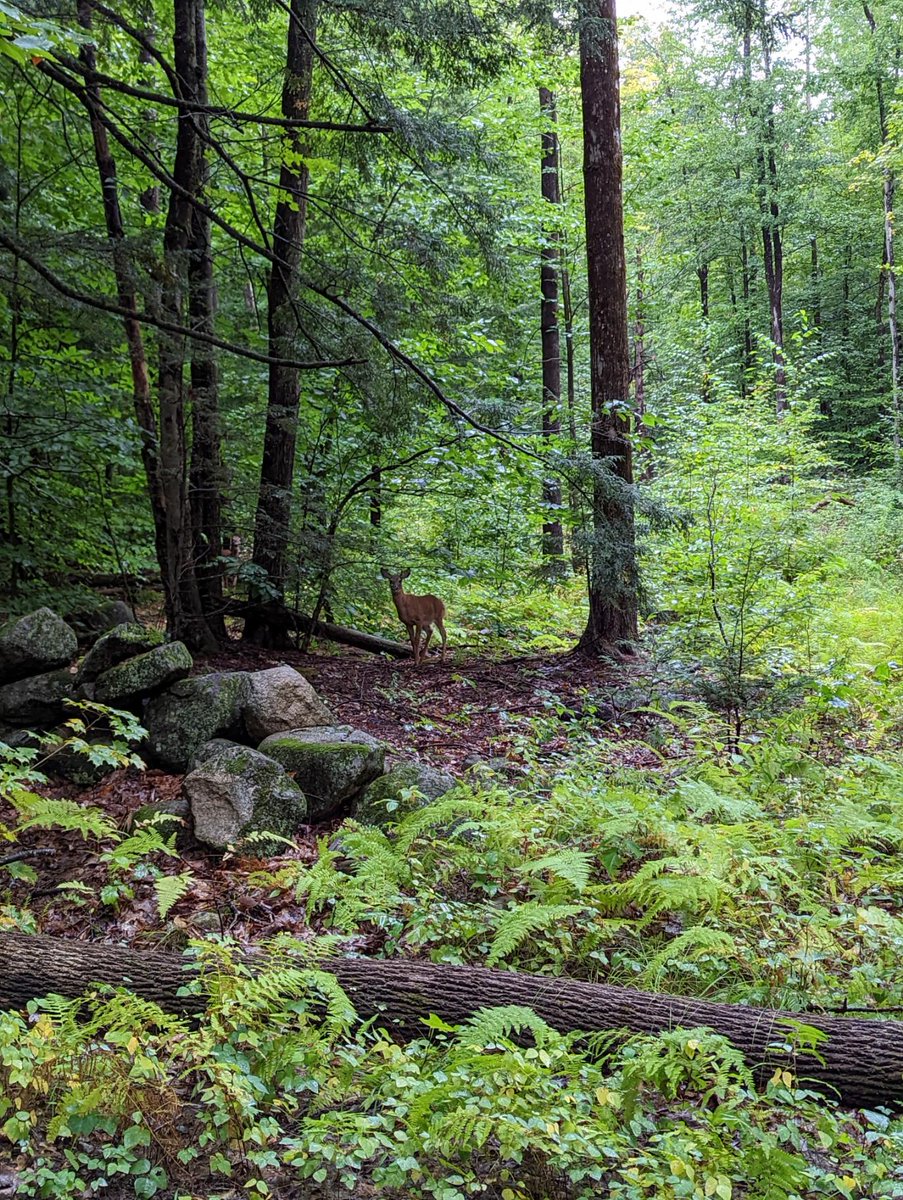 Sometimes they just like to watch us walk by...