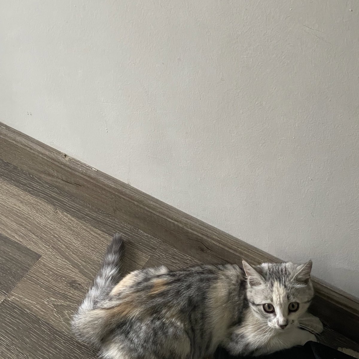 Sajj____'s tweet photo. coffee and cats https://t.co/T86gINMmrn