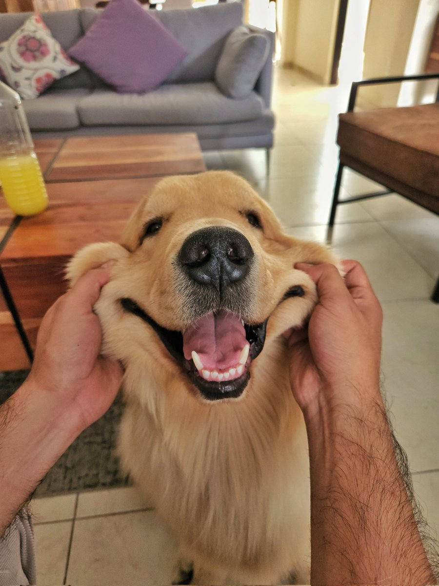 RRueda9's tweet photo. Iniciando  el dia de buenas como el aguacate jajaja #aguacatethegolden  #goldenretriever #smile  #happy https://t.co/UCH3wUThT2