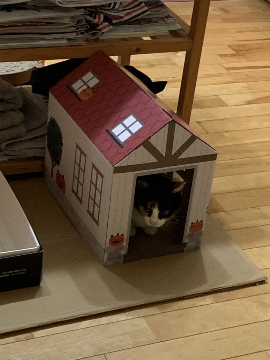 #猫のいる幸せ  #猫のいる暮らし  #猫好きさんと繋がりたい  #猫好き  #猫のいる生活  #猫がいる暮らし  #猫がいる生活 
Seriaで発売されてた、catハウス（ハロウィンver.）
気がついたら、ゆずのお気に入りになってましたー🎶😽💕