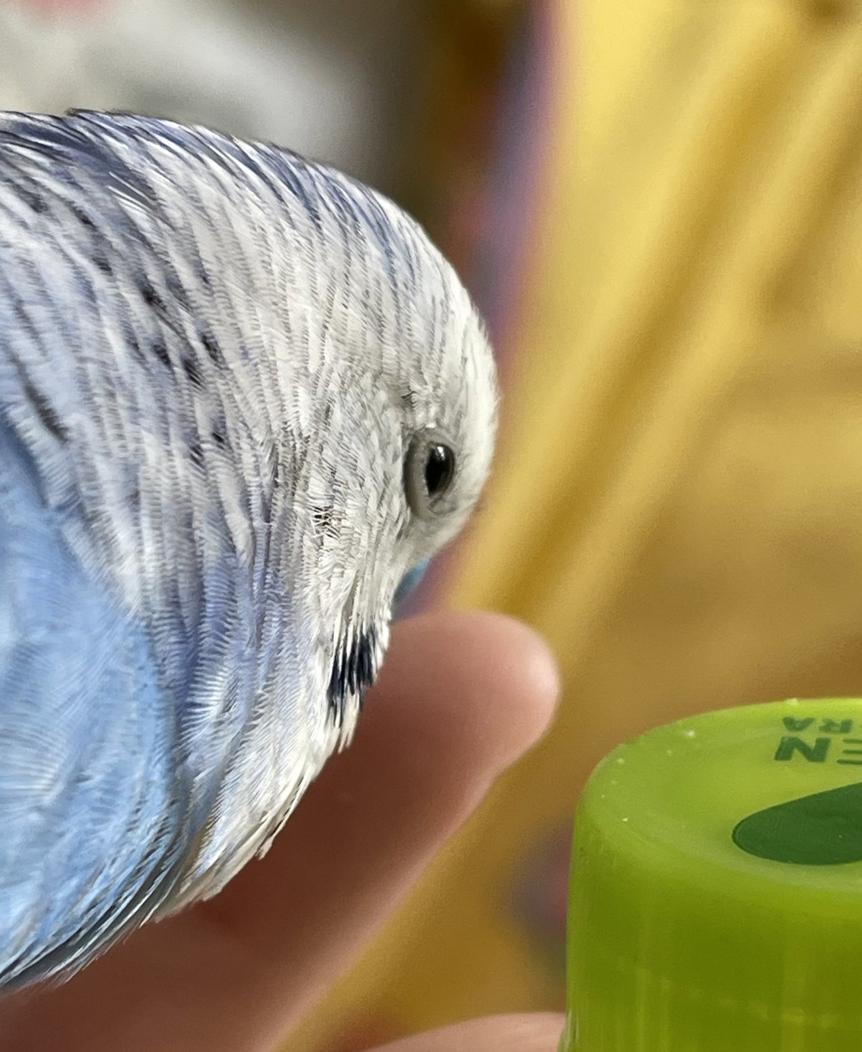 ティアちゃん カエデ低浮上 Kaedetear Twitter