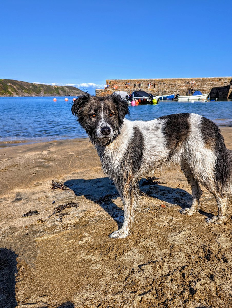 PhillWatts67's tweet photo. @dogslovebeaches another great day at Goran Haven. https://t.co/zLLQzUQSCd