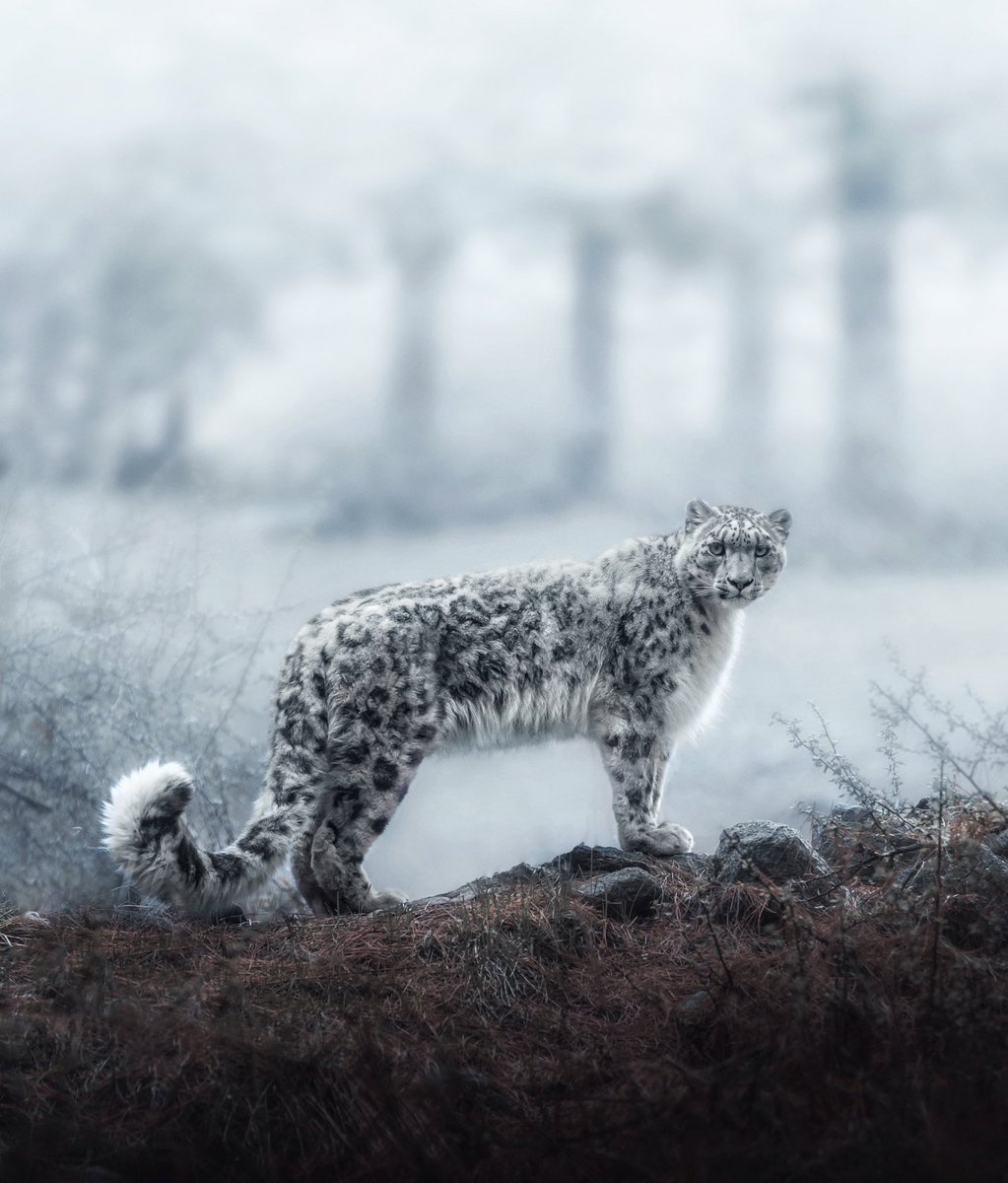 khumaix's tweet photo. Ghost of the Mountains https://t.co/eMowKBPq2l