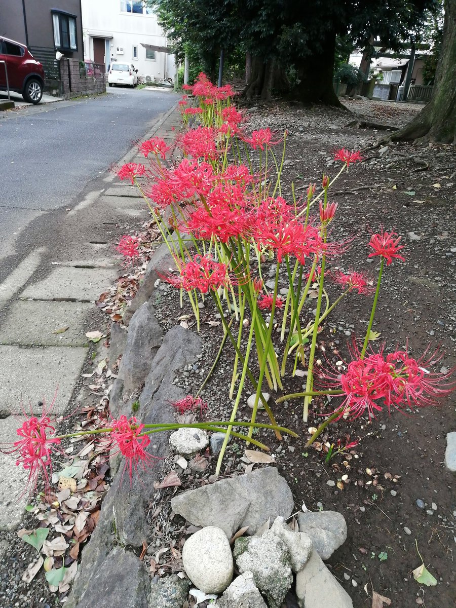 普通に咲いてる方がヨイ!#彼岸花