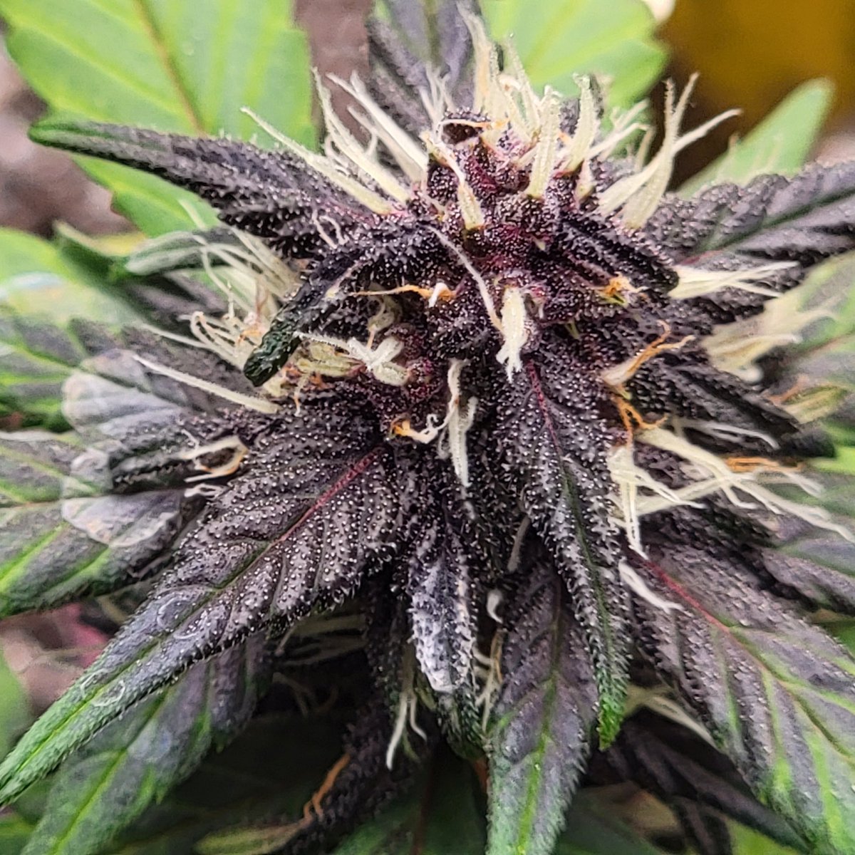 FatBoyFarms's tweet photo. Good Morning #Weedmob...My OG Cheese is feeling festive and ready for Halloween! 🎃 👻 Bring on the peeps and candy corn!! 🧙‍♀️ 
#CannabisCommunity #420community #weedlife https://t.co/qVqC9jJPzZ