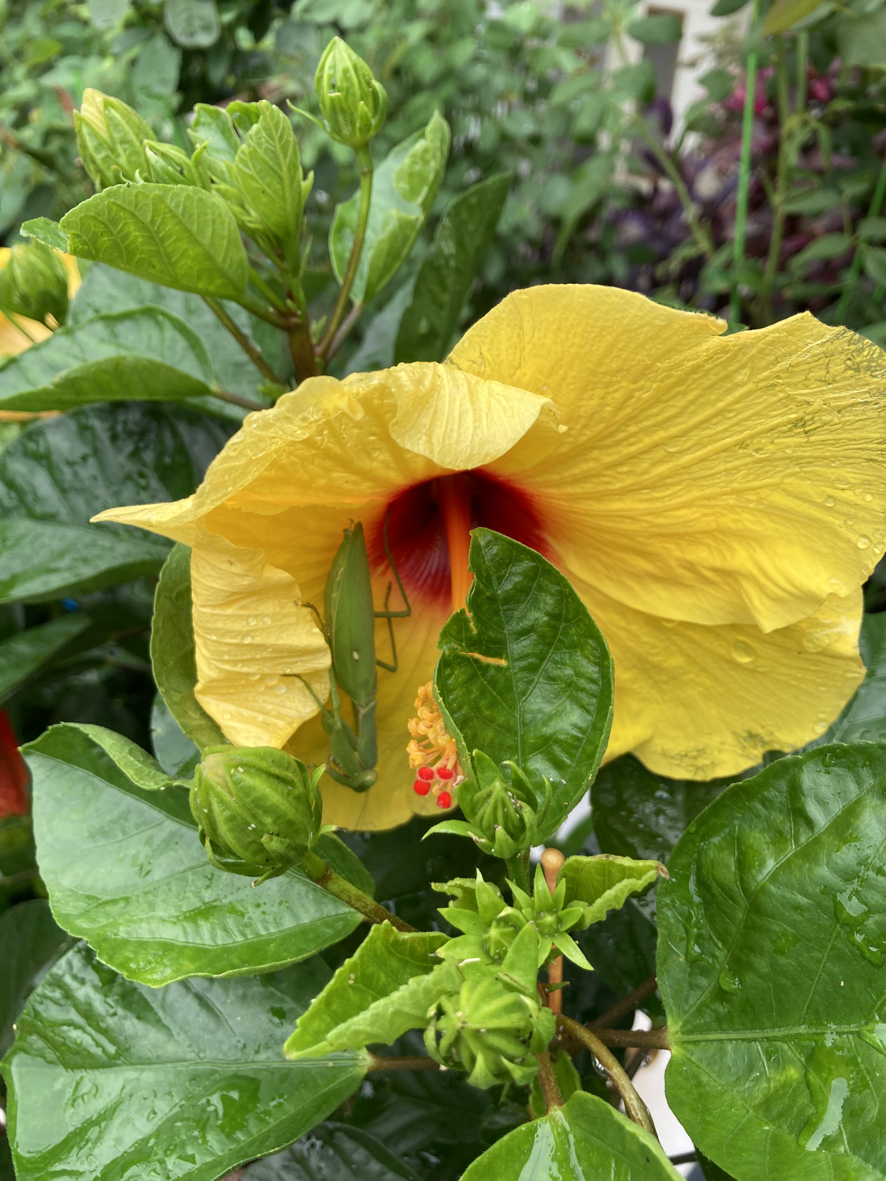 タンタンパパ 虫画像注意 台風の間黄色のハイビスカスの花の中で雨宿りしていたカマキリさん 実は数日前に見つけてレスキューしてあげた子でした 花の蜜を吸いにきた蝶を狙ってじっと待っているようなのですが いまいちヘタクソでなかなか