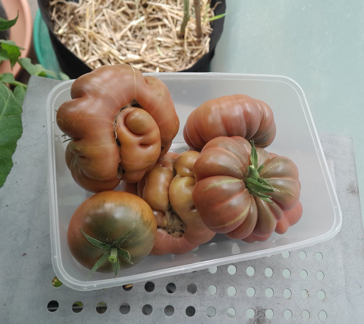 saviour55627375's tweet image. Nothing more tasty than my home grown 🍅 tomatoes #pinkbrandywine heirloom variety.